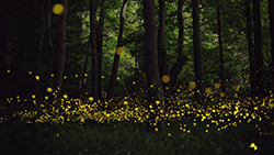 photo of fireflies in a forest
