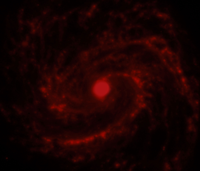 SN 1979C Infrared