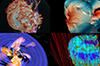 Tour: NASA's Chandra Releases New 3D Models of Cosmic Objects